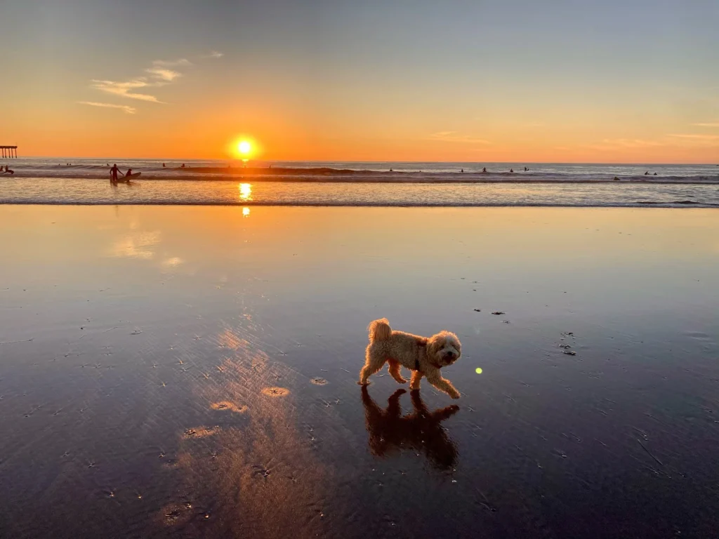 Dog-Friendly San Diego