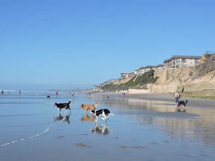 Dog beach in San Diego