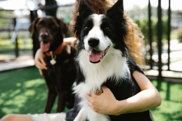 dog boarding san diego