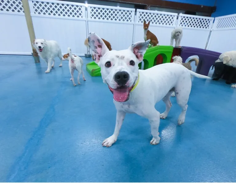 dog daycare san diego