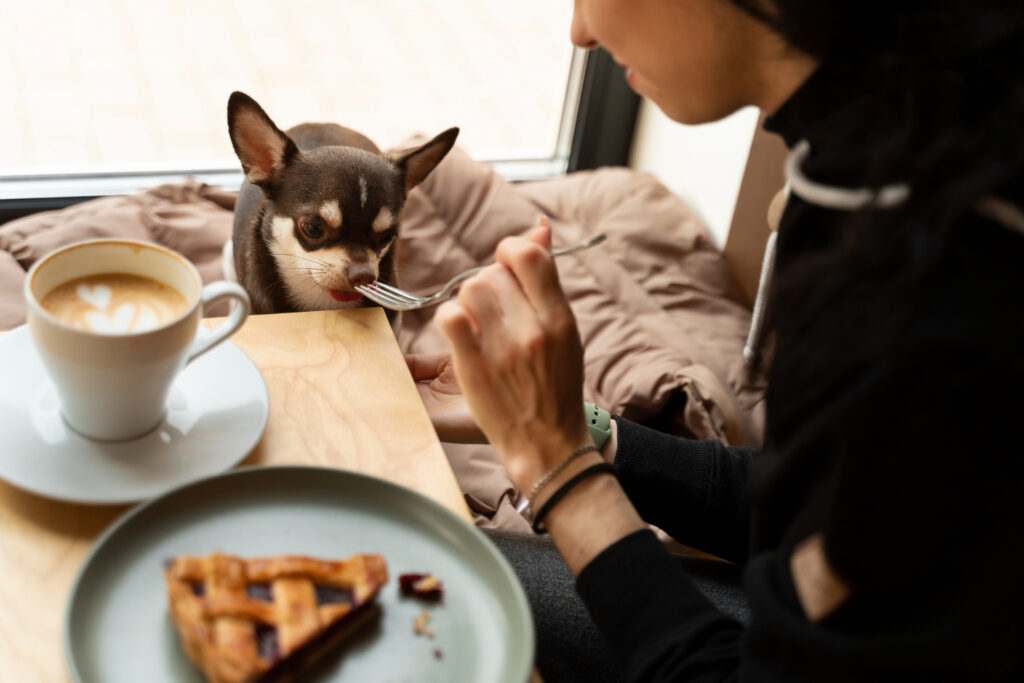 Dog-friendly cafe in San Diego