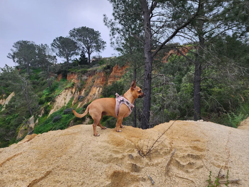 Dog-friendly hiking trail in San Diego