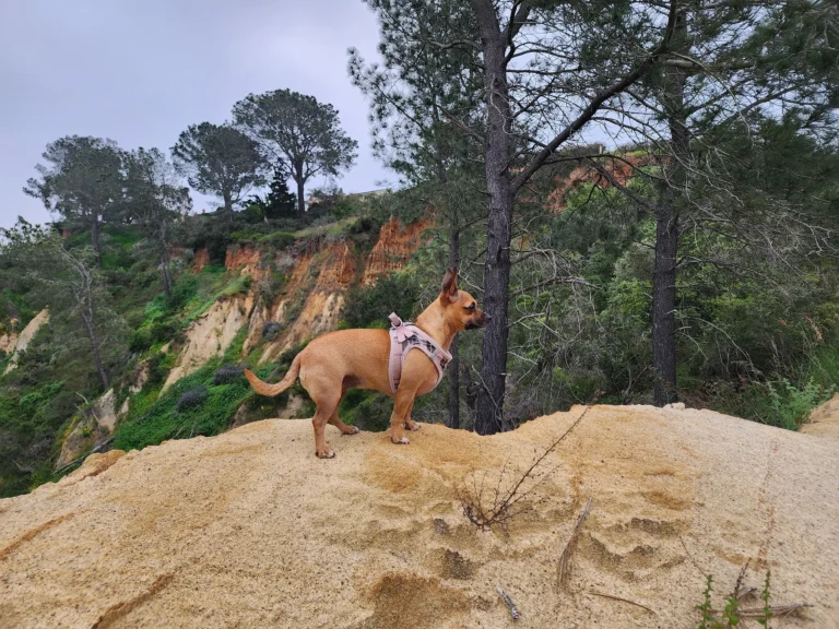 dog friendly hikes san diego