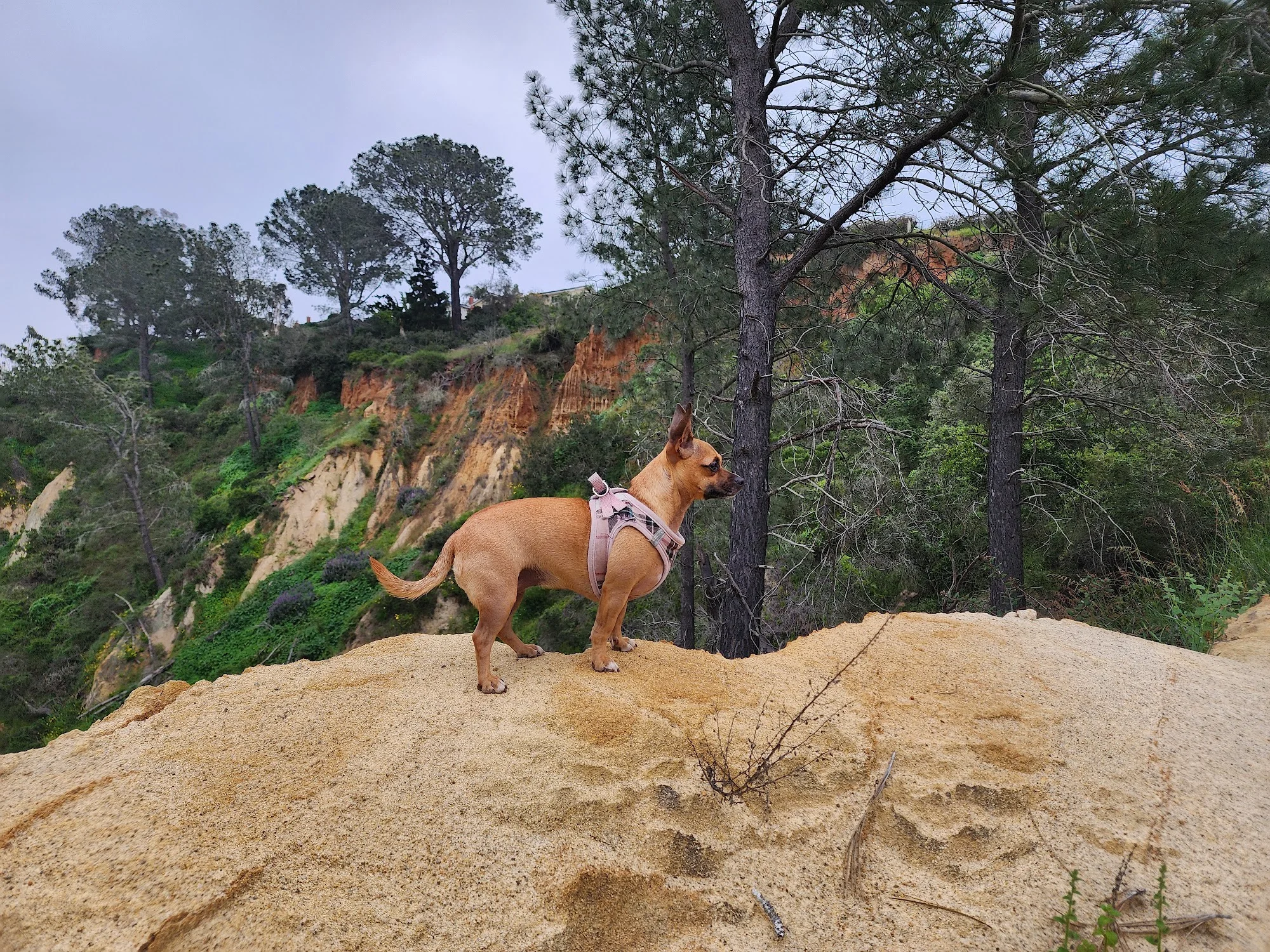 dog friendly hikes san diego