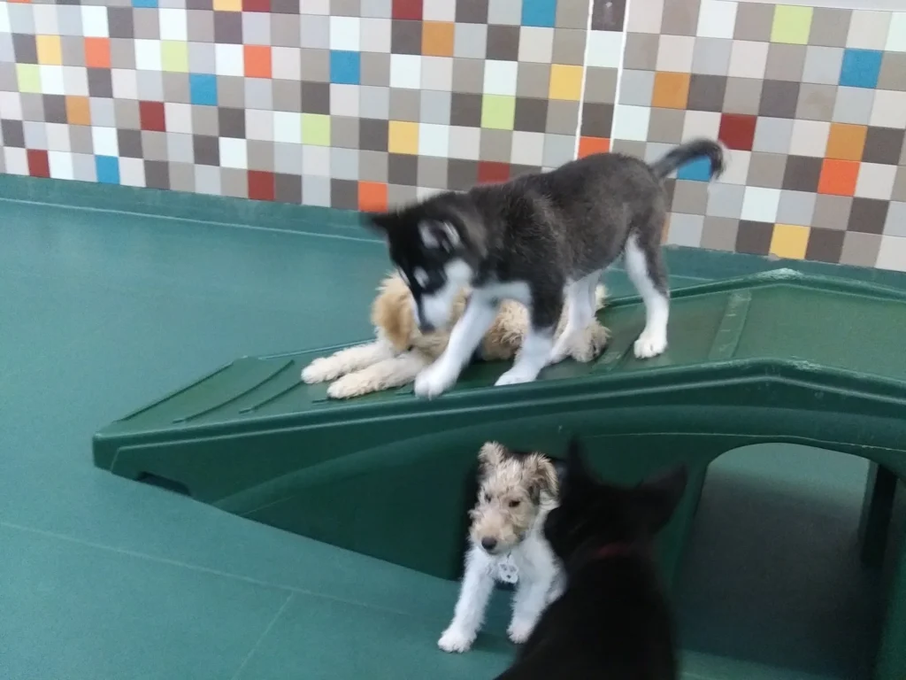Dog-friendly hotels in San Diego