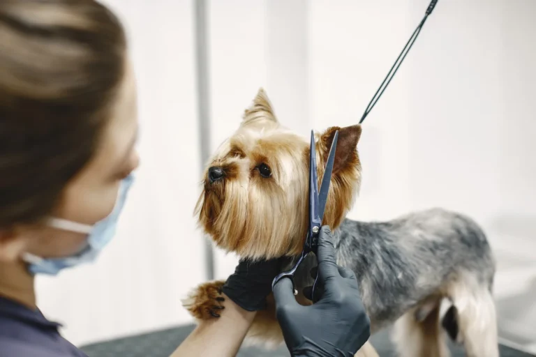 dog grooming san diego